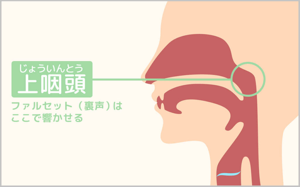 上咽頭の説明