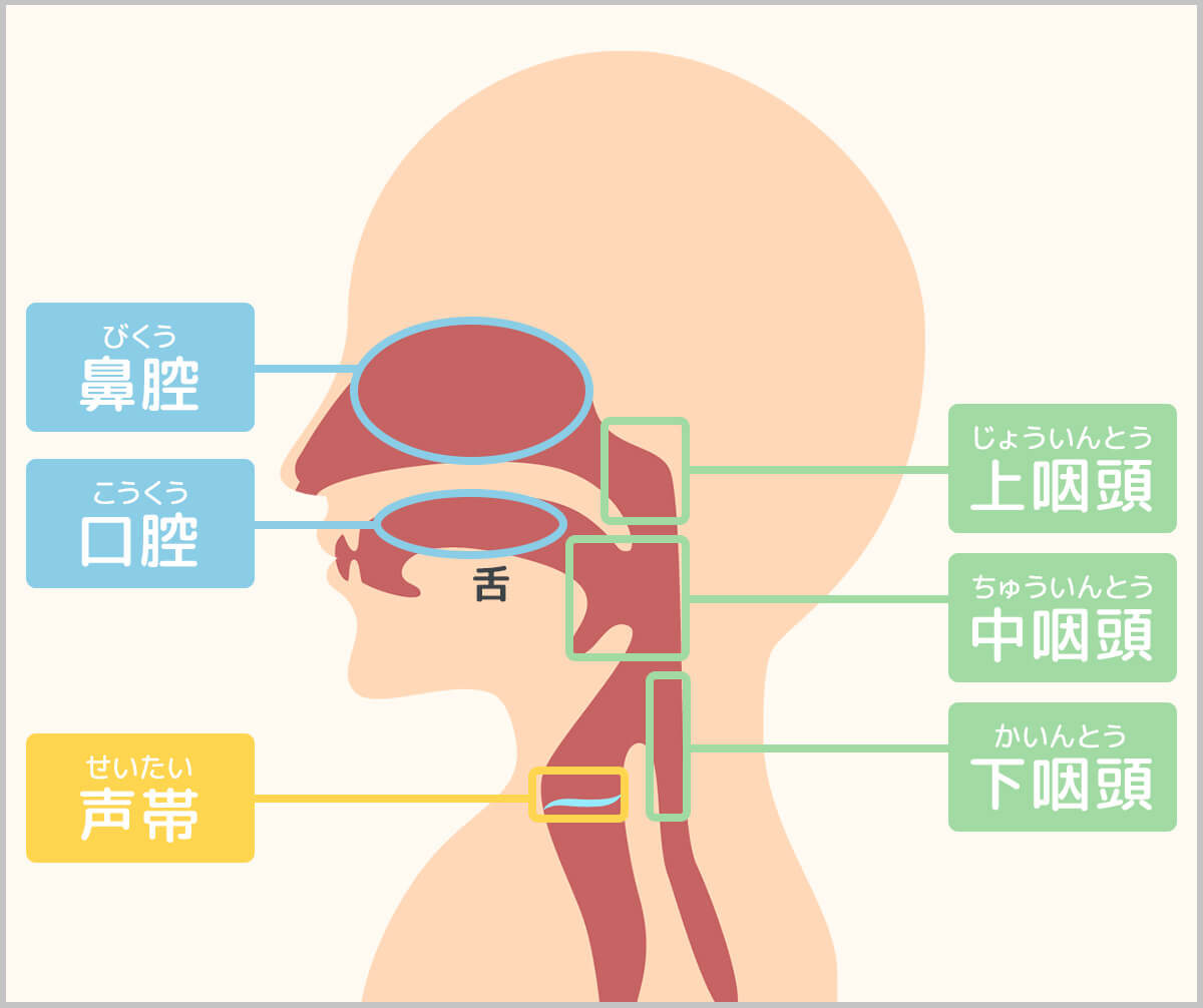口から喉にかけての部位の名称（鼻腔・口腔・上咽頭・中咽頭・下咽頭・声帯）