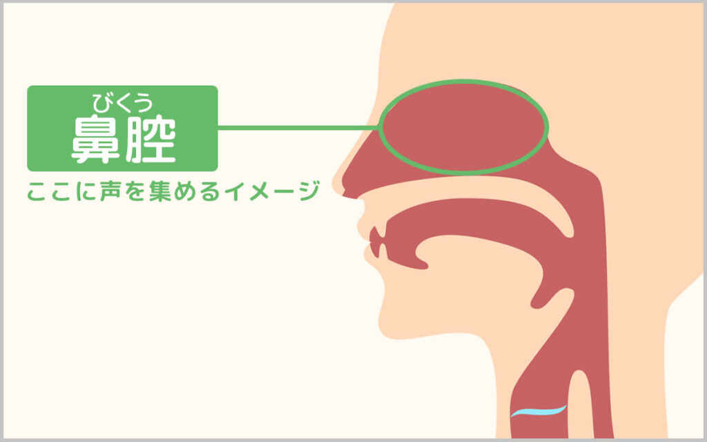 鼻腔の場所